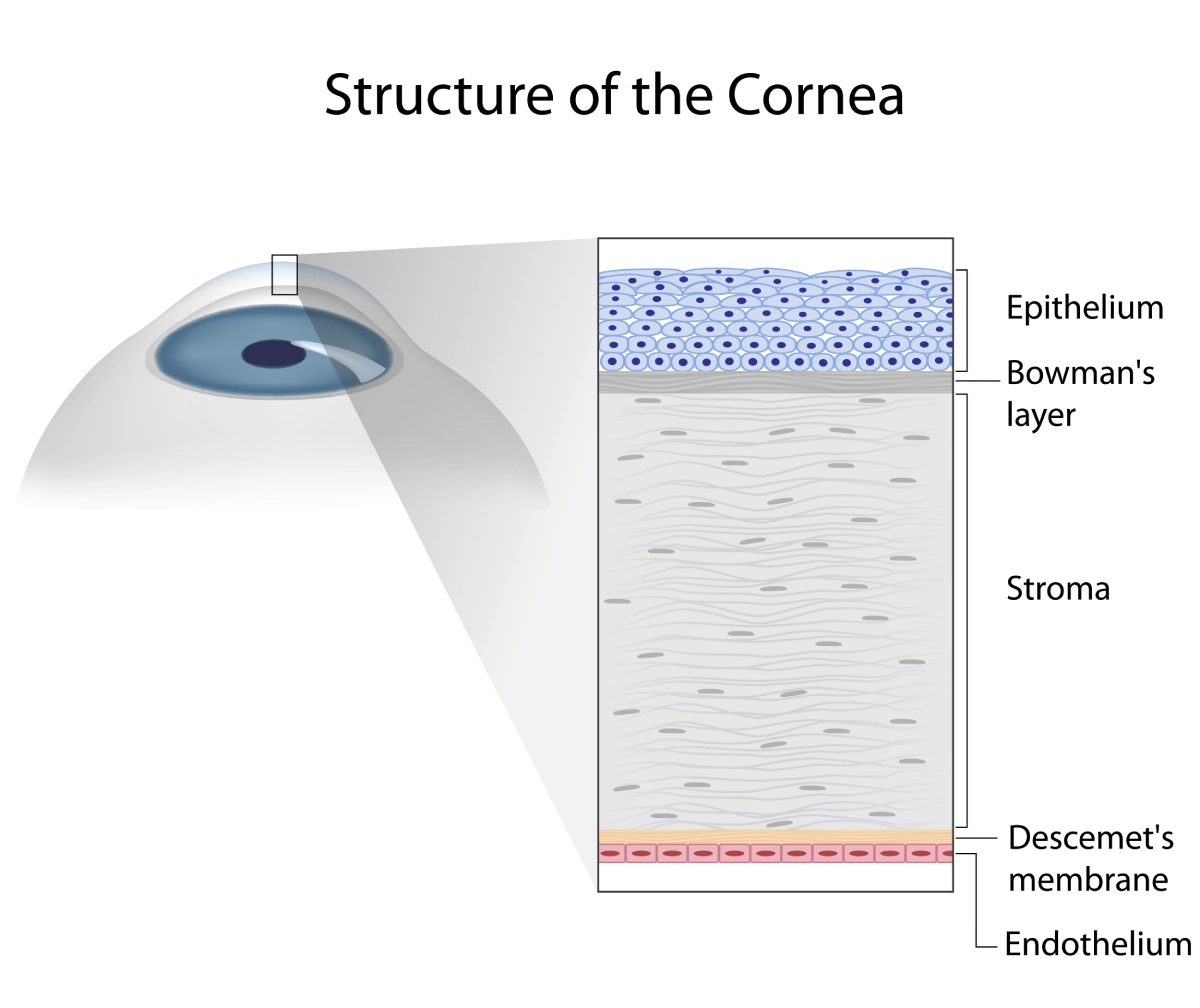 AdobeStock_172206705_cornea AdobeStock_172206705_cornea