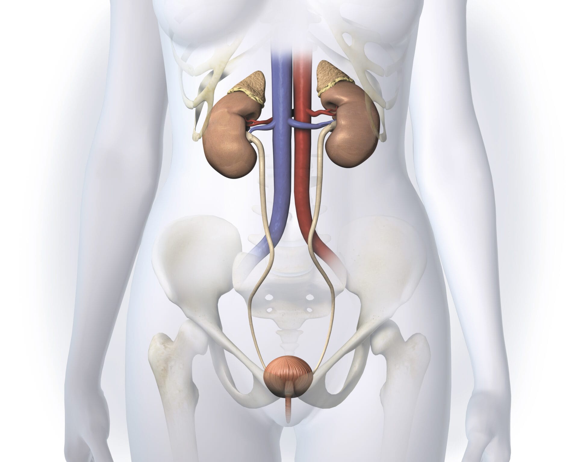 incontinence incontinence